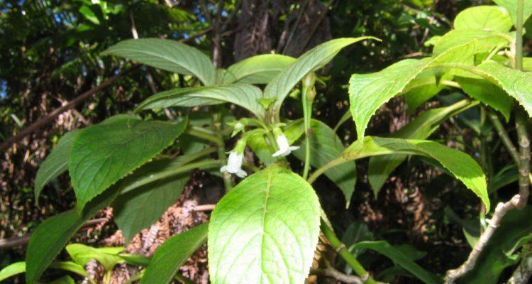 Cyrtandra giffardii