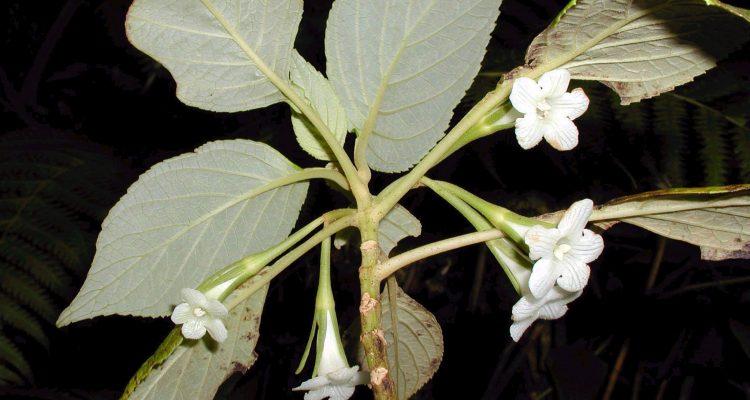 Cyrtandra gracilis