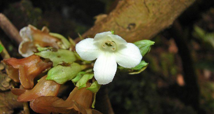 Cyrtandra kaulantha