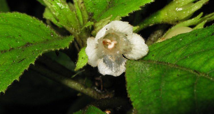 Cyrtandra nanawaleensis