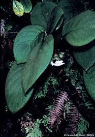 Cyrtandra paliku