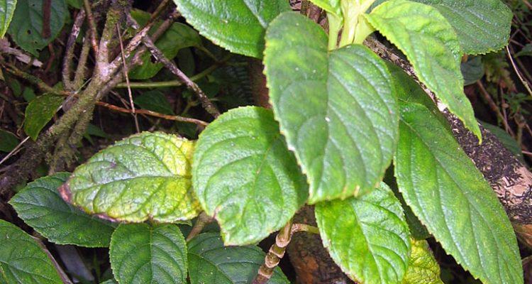 Cyrtandra polyantha
