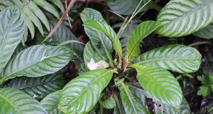 Cyrtandra sessilis