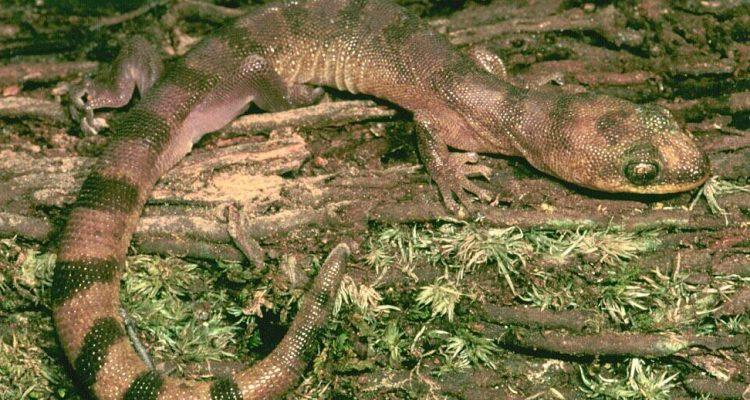 Cyrtodactylus serpensinsula