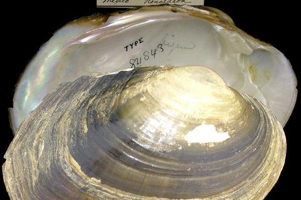 Cyrtonaias tampicoensis tecomatensis