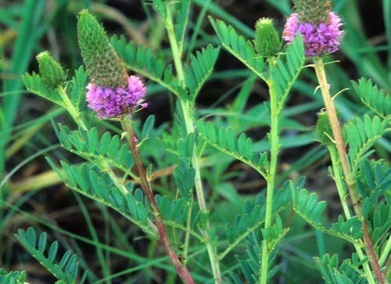 Dalea foliosa