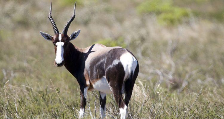 Damaliscus pygarus (=dorcas) dorcas