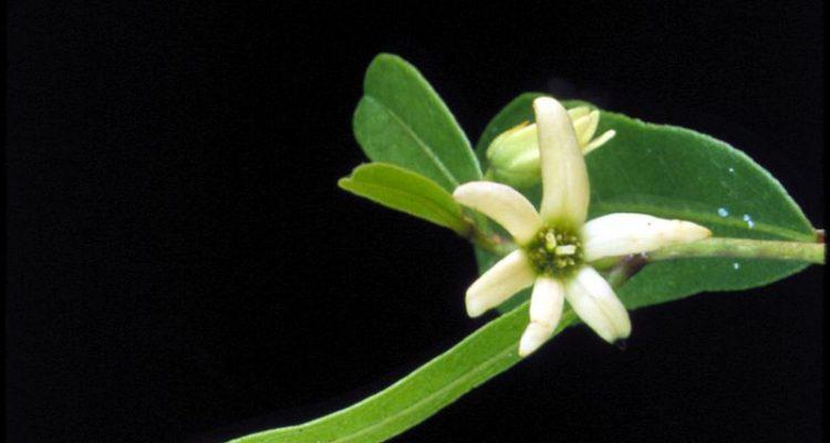 Deeringothamnus rugelii
