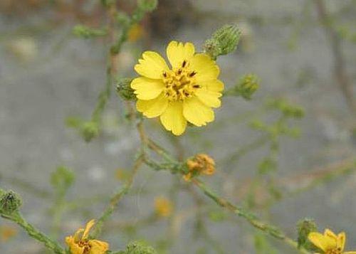 Deinandra (=Hemizonia) conjugens