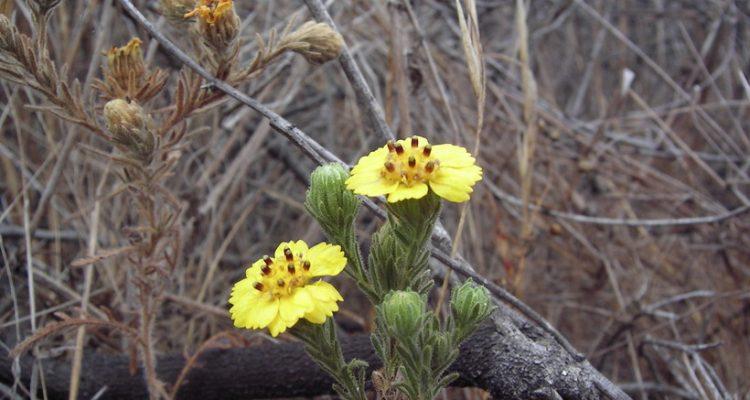 Deinandra increscens ssp. villosa