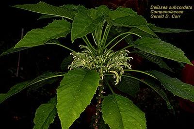 Delissea undulata