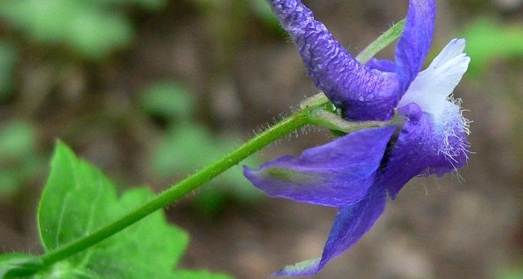 Delphinium bakeri