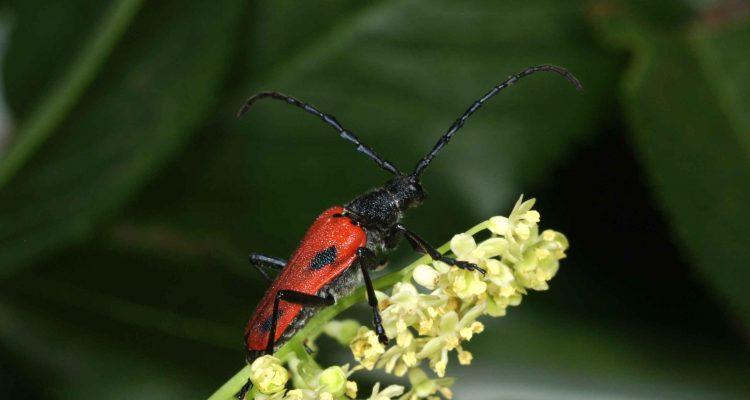 Desmocerus californicus dimorphus