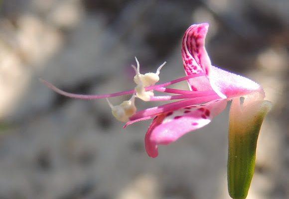 Dicerandra cornutissima