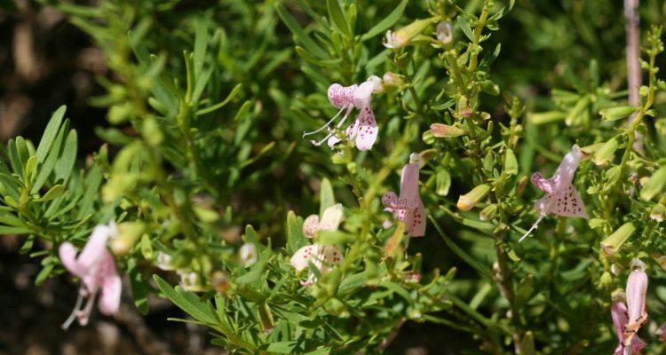 Dicerandra frutescens