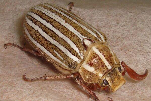 Dinacoma caseyi