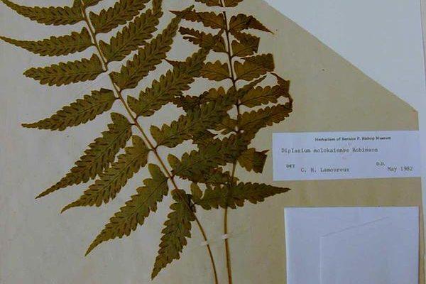 Diplazium molokaiense