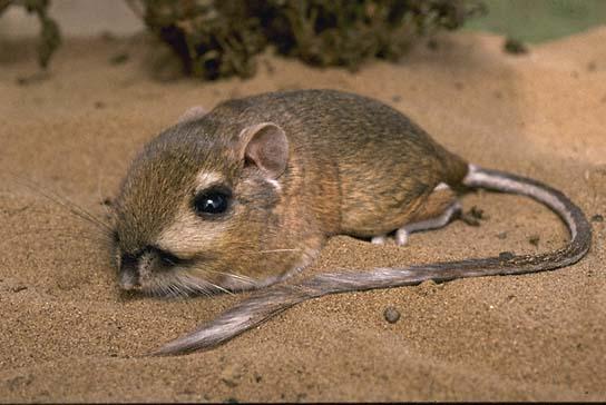 Dipodomys heermanni morroensis