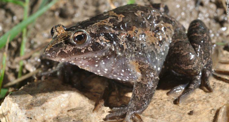Discoglossus nigriventer
