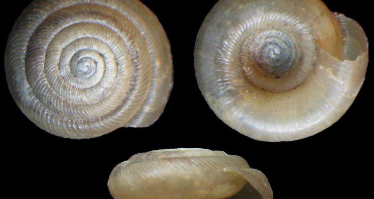 Discus macclintocki