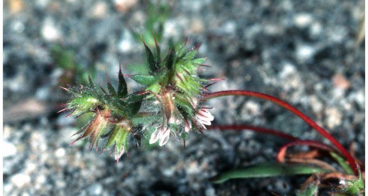 Dodecahema leptoceras