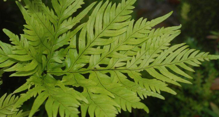 Doryopteris angelica