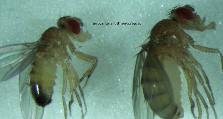 Drosophila differens