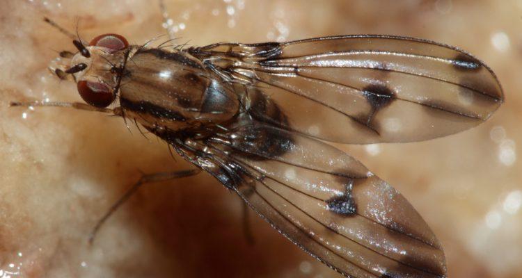 Drosophila digressa