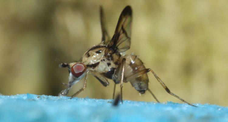 Drosophila hemipeza