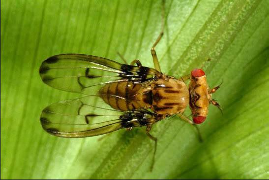 Drosophila heteroneura