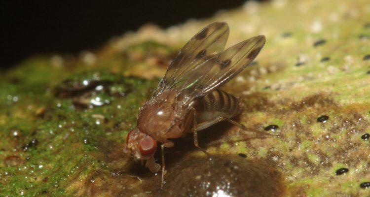 Drosophila montgomeryi