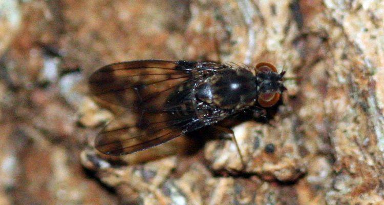 Drosophila musaphilia