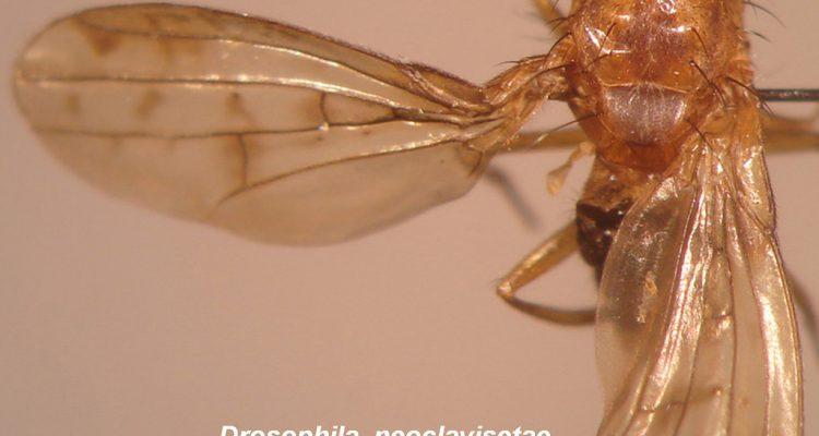 Drosophila neoclavisetae