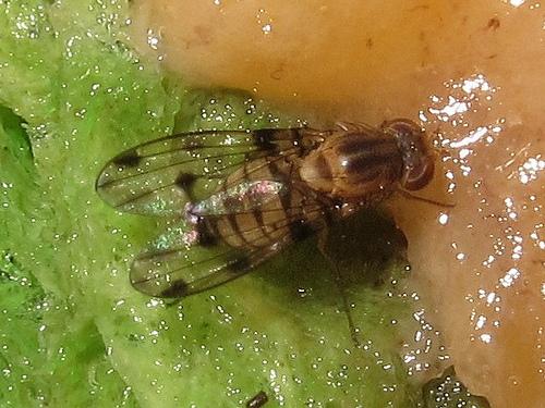 Drosophila obatai