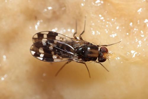 Drosophila ochrobasis