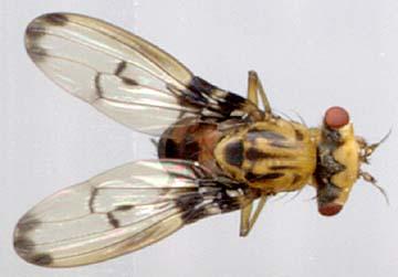 Drosophila sharpi