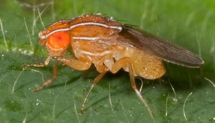 Drosophila tarphytrichia