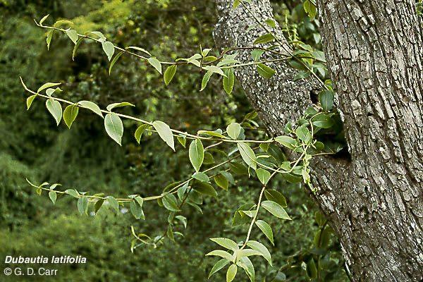 Dubautia latifolia