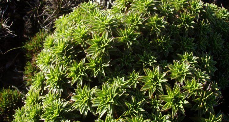 Dubautia waialealae