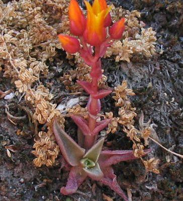 Dudleya cymosa ssp. marcescens