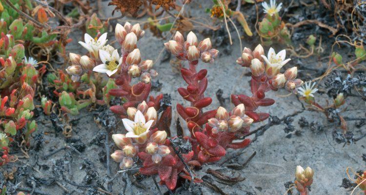 Dudleya nesiotica