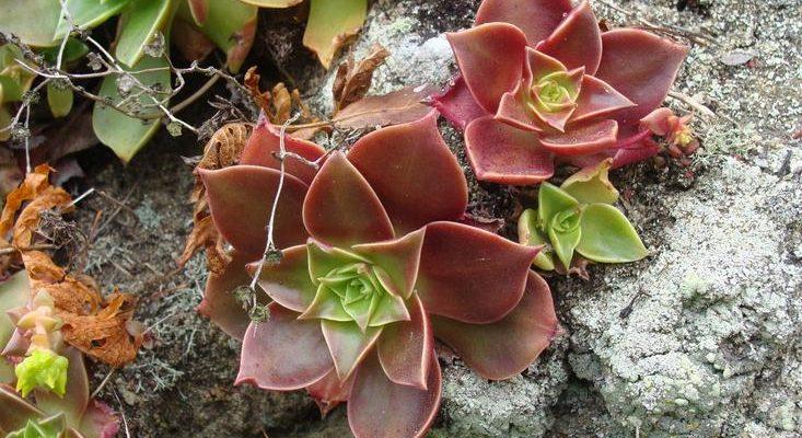 Dudleya stolonifera
