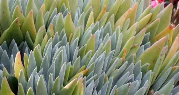 Dudleya traskiae