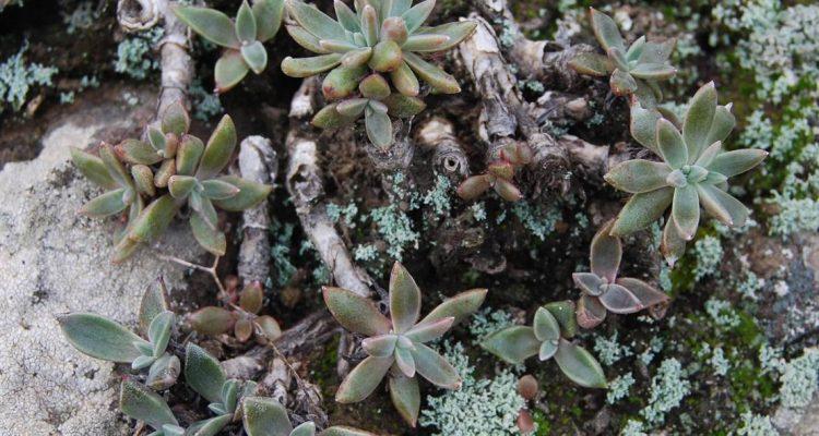 Dudleya verityi