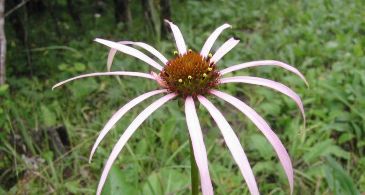 Echinacea laevigata