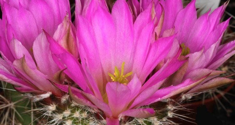Echinocereus chisoensis var. chisoensis