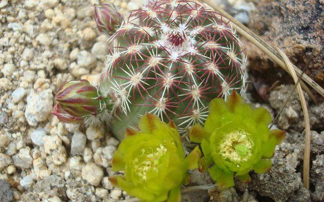 Echinocereus viridiflorus var. davisii
