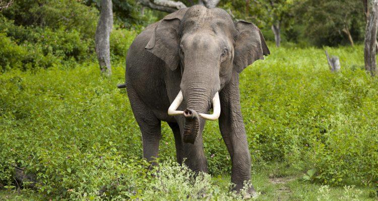 Elephas maximus