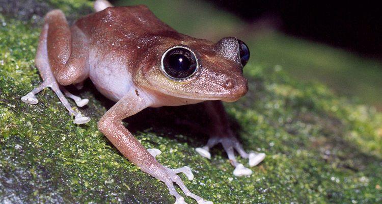 Eleutherodactylus cooki