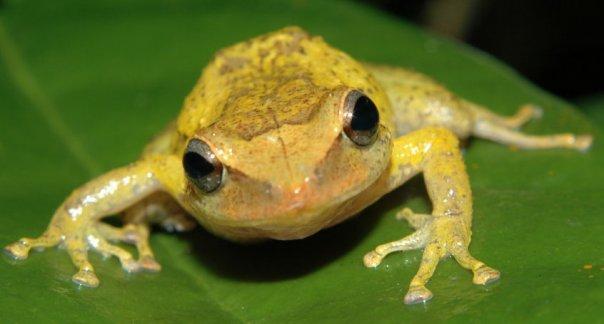 Eleutherodactylus jasperi